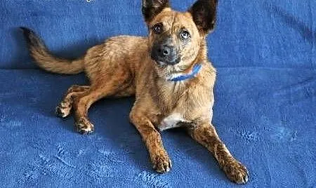 GOPI - piękna, 10 miesięczna kochana i mądra sunia do adopcji, mazowieckie Warszawa, Mazowieckie, Warszawa