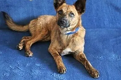 GOPI - piękna, 10 miesięczna kochana i mądra sunia do adopcji,  mazowieckie Warszawa, Mazowieckie, Warszawa