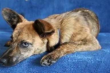 GOPI - piękna, 10 miesięczna kochana i mądra sunia do adopcji,  mazowieckie Warszawa, Mazowieckie, Warszawa