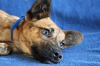 GOPI - piękna, 10 miesięczna kochana i mądra sunia do adopcji,  mazowieckie Warszawa, Mazowieckie, Warszawa