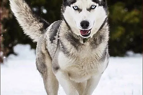 Hasia - przepiękna husky :)
