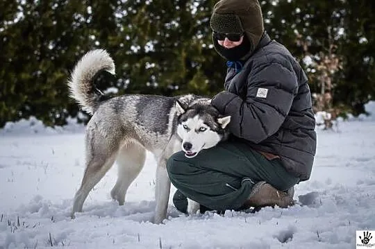 Hasia - przepiękna husky :)