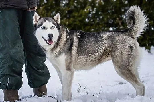 Hasia - przepiękna husky :)