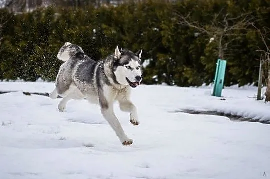 Hasia - przepiękna husky :)