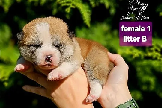 Akita Japonska czerwona suczka