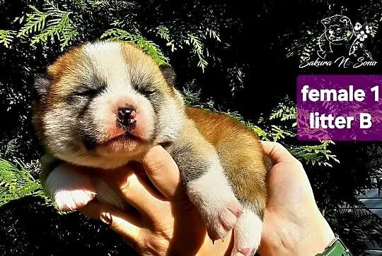 Akita Japonska czerwona suczka, Warmińsko-mazurskie, Morąg