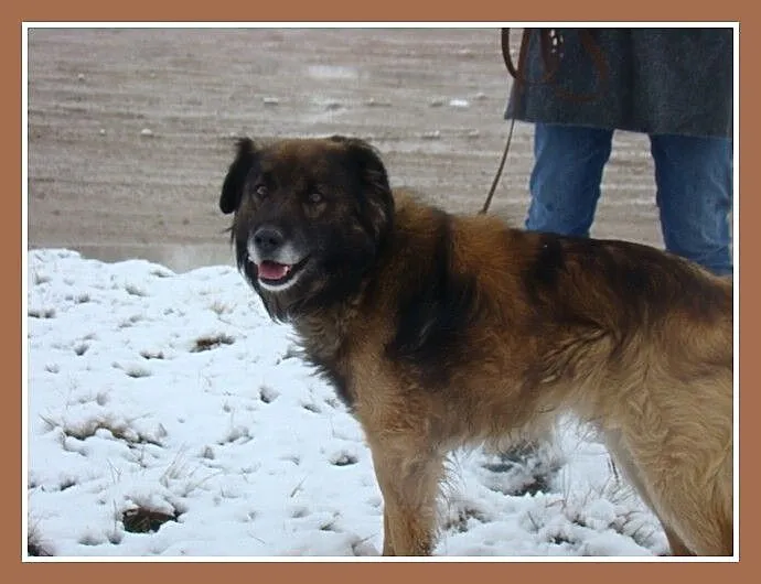 Średni 15 kg,długowłosy pies VIKO,przyjazny,kontak