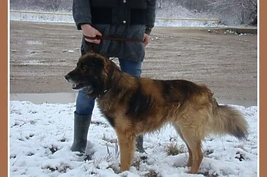 Średni 15 kg,długowłosy pies VIKO,przyjazny,kontak