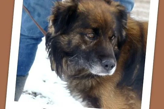 Średni 15 kg,długowłosy pies VIKO,przyjazny,kontak