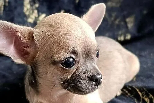 Suczka  krótkowłosa chihuahua