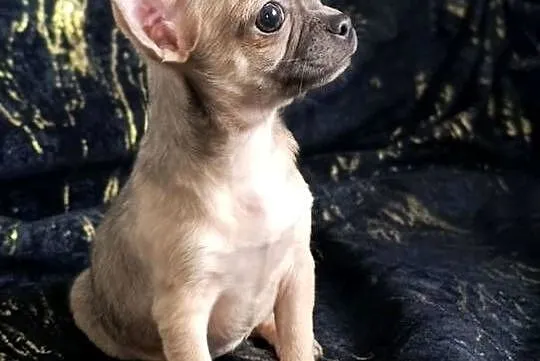 Suczka  krótkowłosa chihuahua, Świętokrzyskie, Szczaworyż