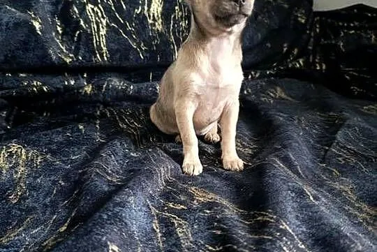 Suczka  krótkowłosa chihuahua, Świętokrzyskie, Szczaworyż