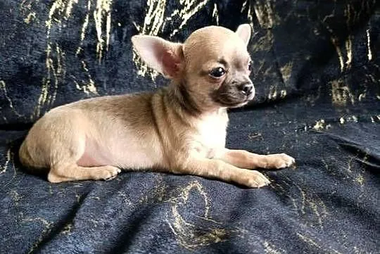 Suczka  krótkowłosa chihuahua, Świętokrzyskie, Szczaworyż
