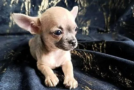 Suczka  krótkowłosa chihuahua, Świętokrzyskie, Szczaworyż