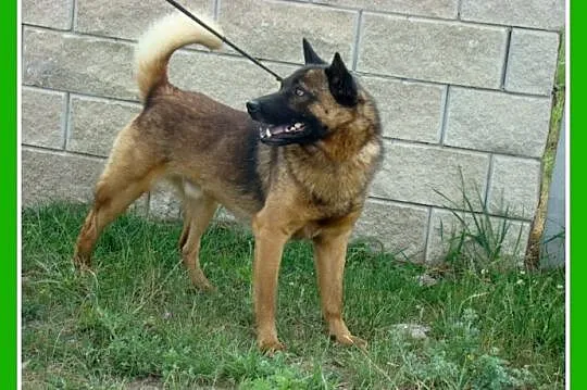 Pies ORO w typie szpica,łagodny,przyjazny,spokojny_Adopcja