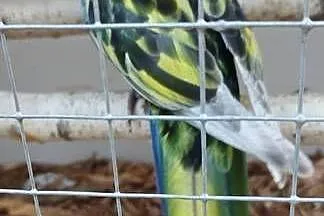 Rozelle królewskie , białolice, Mazowieckie, Nowe Grobice