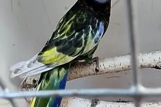 Rozelle królewskie , białolice, Mazowieckie, Nowe Grobice