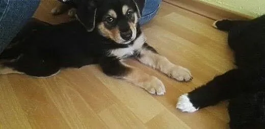 Do oddania szczęnię tylko w dobre ręce!, dolnoślą
