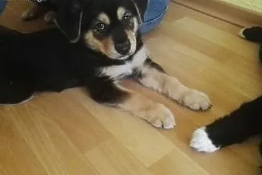 Do oddania szczęnię tylko w dobre ręce!,  dolnoślą