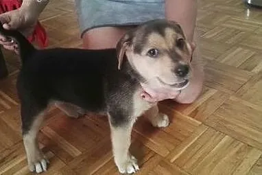 Do oddania szczęnię tylko w dobre ręce!,  dolnoślą