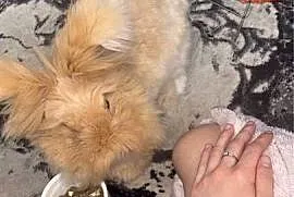 Sprzedam królika angora york
