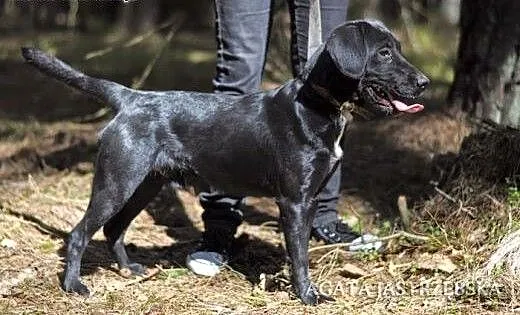 Black - super psiak, jeszcze szczeniak :), warmiń