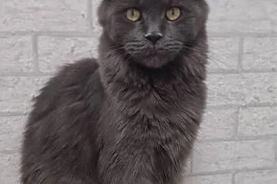 Maine coon kotki i kocurki pilnie