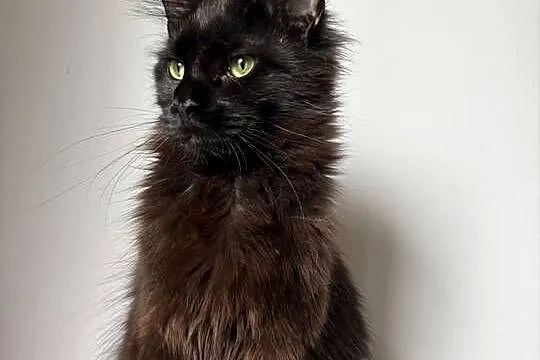 Maine coon kotki i kocurki pilnie, Świętokrzyskie, Kielce