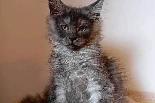 Maine coon kotki i kocurki pilnie, Świętokrzyskie, Kielce