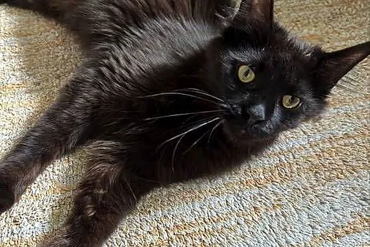 Maine coon kotki i kocurki pilnie, Świętokrzyskie, Kielce