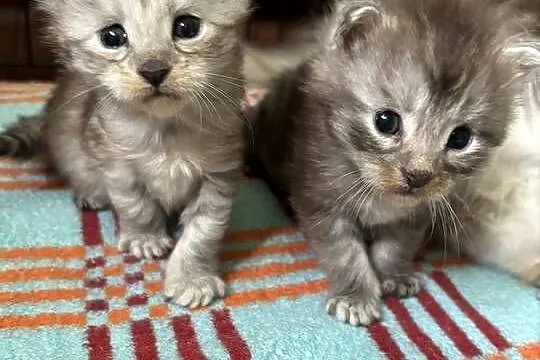 Maine coon kotki i kocurki pilnie, Świętokrzyskie, Kielce