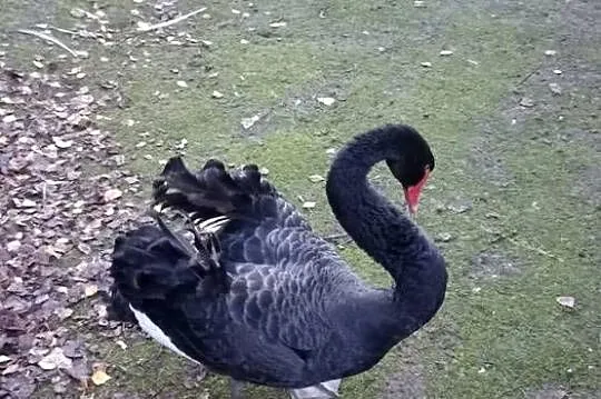 Łabędzie czarne