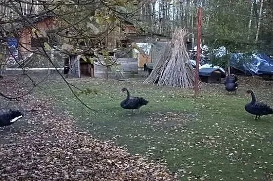 Łabędzie czarne, Śląskie, Konopiska