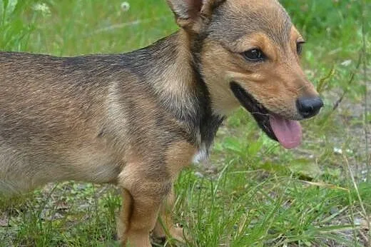 Junior maleńki szczeniak szuka najlepszego domku n