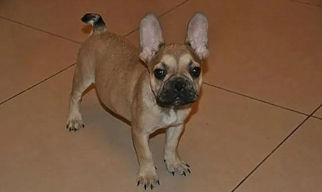 Buldog francuski z rodowodem ZKwP