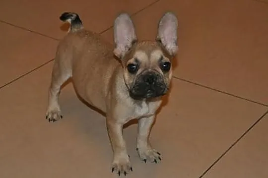 Buldog francuski z rodowodem ZKwP
