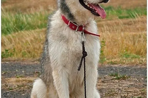 Lemon - przyjazny mix husky czeka na adopcję,  ślą