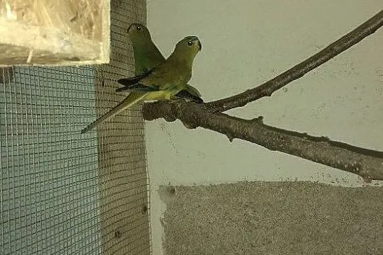 Łękówki, , Kłodawa
