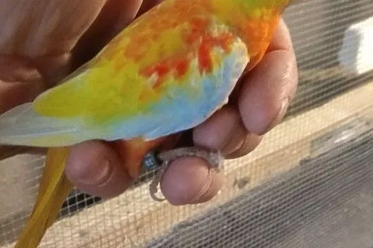 Łękówki, , Kłodawa