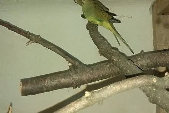 Łękówki, , Kłodawa