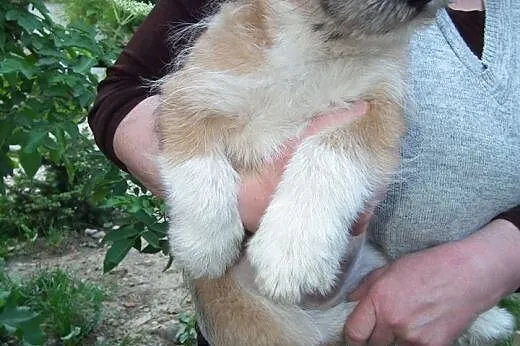 LADY i TRAMP - 2 szczeniaki w potrzebie... Czekają