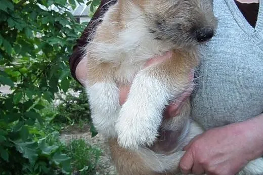 LADY i TRAMP - 2 szczeniaki w potrzebie... Czekają