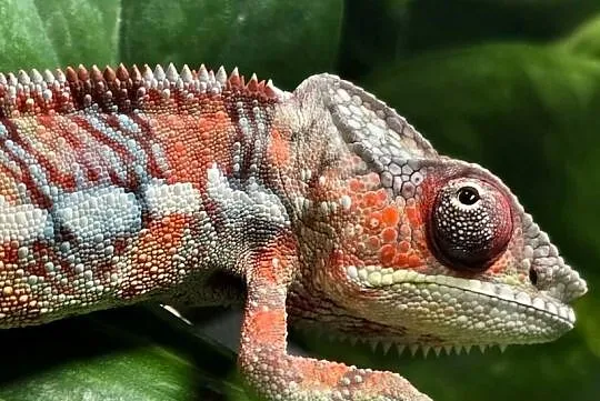 Kameleon lamparci samiec