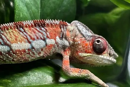 Kameleon lamparci samiec, Małopolskie, Kraków