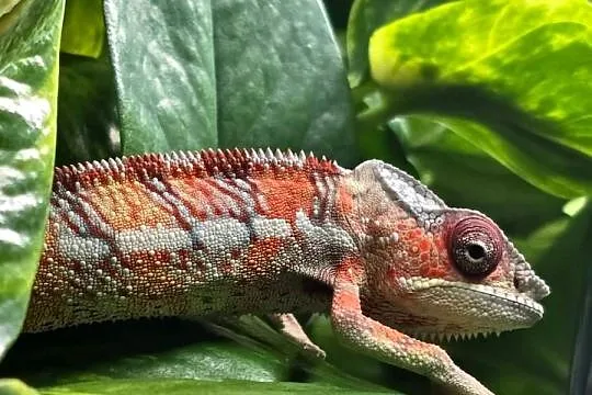 Kameleon lamparci samiec, Małopolskie, Kraków