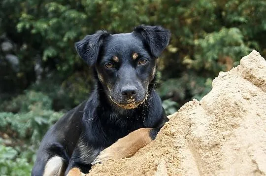 Molly - cudowna, delikatna i młodziutka suczka ADO