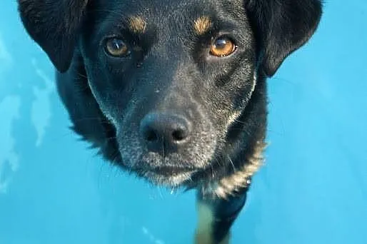 Molly - cudowna, delikatna i młodziutka suczka ADO
