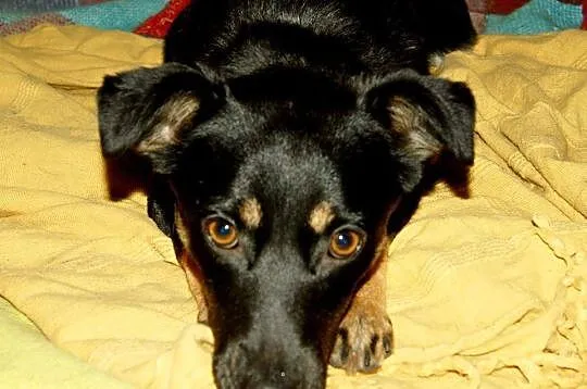 Molly - cudowna, delikatna i młodziutka suczka ADO