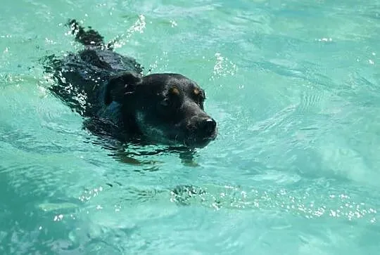 Molly - cudowna, delikatna i młodziutka suczka ADO
