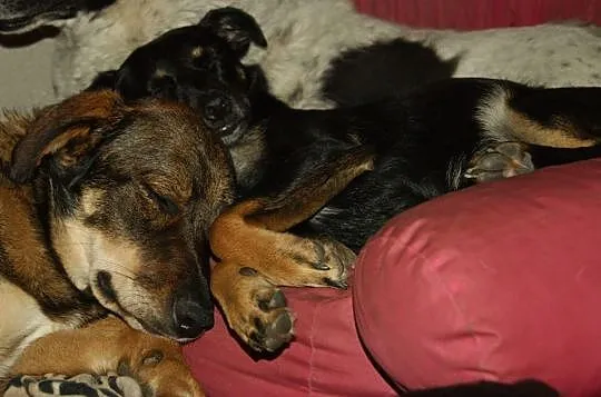 Molly - cudowna, delikatna i młodziutka suczka ADO